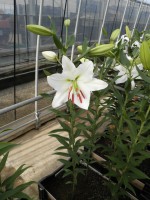 [1823 Rialto 2N No02.JPG]